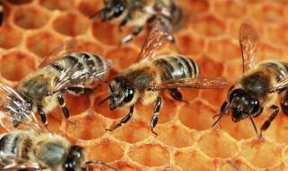 蜜蜂的特点和本领 蜜蜂的生活习性